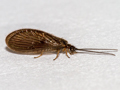 Sisyra nigra